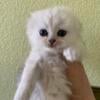 Scottish folds kittens 