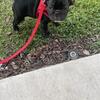 9 week old Frenchie puppies