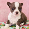 Male • 4 weeks