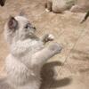 Ragdoll female