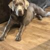 Male Silver Lab. MESSAGE ME IF INTERESTED