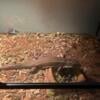 Adult plated lizard for sale