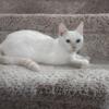 Beautiful red point male Siamese 6 months 