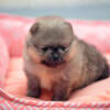 Adorable Pomeranian Puppies Looking for a Home!