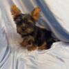 CKC Boy Yorkies Ready Now!