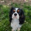 Male Cavalier King Charles Spaniel