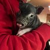 Learn What Its Like to Own a Mini Pig