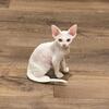 Devon Rex Kitten in Florida 