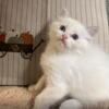 FOR SALE Gorgeous RAGDOLL Kittens: Well Bred to Ragdoll standards. They are well healthy, well socialized.