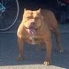 5 month old redlion xl bully for sale