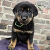 Cropped Black/Tan Beaucerons