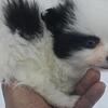 Purebred pomeranian