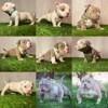 Beautiful American bully puppies available!