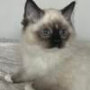 Benny - ragdoll kitten for sale