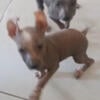 Hairless Puppies available