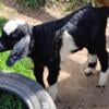 Goats Boer Kiko cross buck kids, Baby Goats, Bottle babies, meat goats, male goats