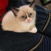 Snowshoes Siamese kitten