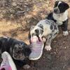 350 micro Bully mix take home on easter (4) left
