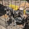 3 Females, 1 male GORGEOUS Leopard Catahoula Pups left