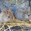 Chestnut Netherland Dwarf Bunnies