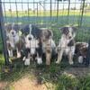 Australian Shepard Puppies