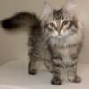 CFA registered male brown mac tabby born 3/10/24