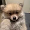 Pomeranian Puppy for sale!