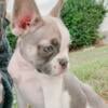 AKCFawn Pied French Bulldog Puppy