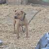 2yr old Female pitbull turtle buster/redboy jocko