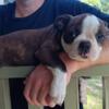 Male Brindle Boston Terrier