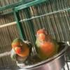 Lovebirds, male and female, 350 Plymouth ohio