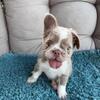 Adorable Male Frenchie Puppies