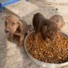 Beautiful Bloodhound puppies born July 31, 2024 Ready now!  Located in Indiana