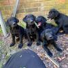 Black Labrador Puppies