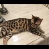 Bengal Kitten-Female/Male 10 weeks old