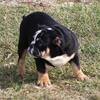 English Bulldog Puppies for Sale