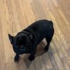 Akc French bulldog male for stud