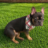 Frenchie