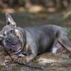 Rehoming 2yr old male