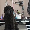 Standard Poodle puppies, AKC Champion parents, health tested.