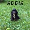 Eddie Male Cockapoo Puppy