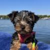 AKC Chase Yorkshire Terrier Male Pup