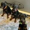 Dobermans PUPPIES OF NY