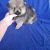 Male Pomeranian Puppy