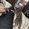Bengal kittens for sale 1500