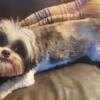 Spayed ShihTzu looking for her forever home!