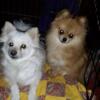 pomeranian puppies