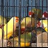 joe's bird aviary