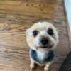 5.5-year-old female Yorkie in search of a loving home