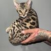 Bengal kittens